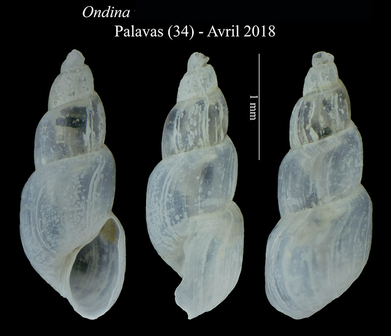 Ondina modiola